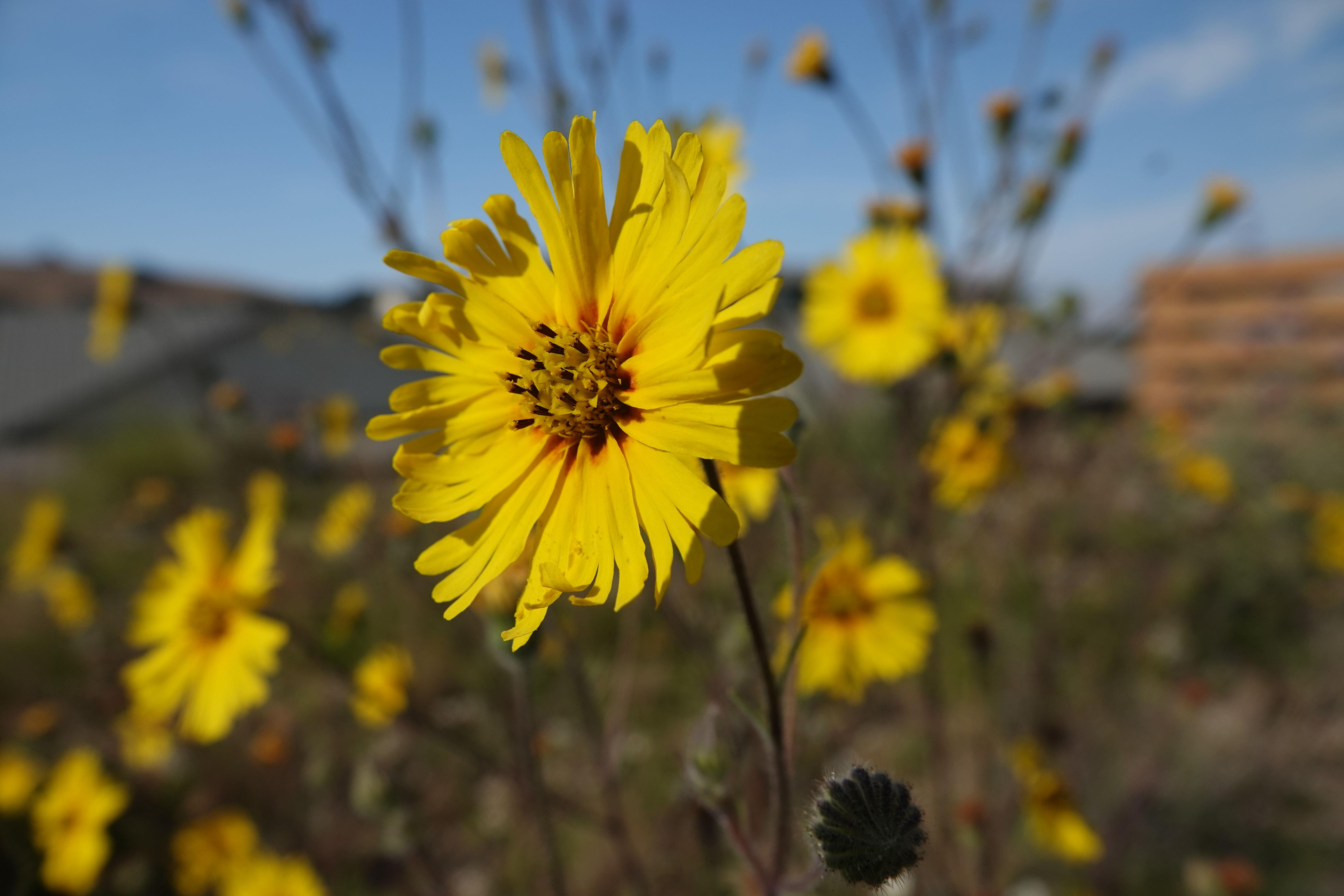 Yellow flower Yellow flower